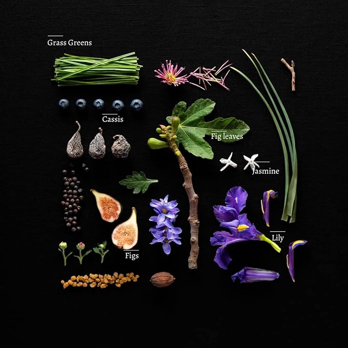 Duša Fig Reed Diffuser & Sticks - 5 Fl Oz Essential Home Fragrance Decor for Bathroom, Office & Living Spaces – Stylish & Long-Lasting Room Air Freshener - Ideal for Housewarming & Special Occasions